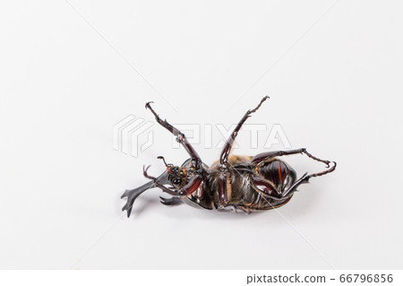 [Male beetle] 66796856