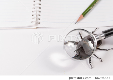 [Male beetle] 66796857