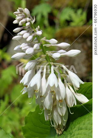 Pure white mackerel flower, Tadami Town, Fukushima Prefecture Pure white mackerel flower, Tadami Town, Fukushima Prefecture 66796930
