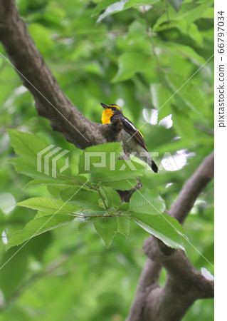 在城市公園中的野鳥，在東京Kinuta公園唱歌的Kibitaki的雄性 66797034