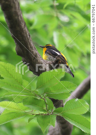 在城市公園中的野鳥，在東京Kinuta公園唱歌的Kibitaki的雄性 66797041