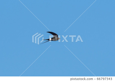 Swallows flying at high speed 66797343