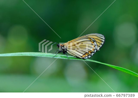 Acraea issoria formosana Acraea issoria formosana 66797389