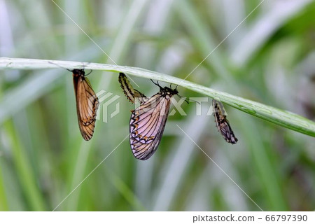 細蝶/苧麻珍蝶 (Acraea issoria formosana) 66797390