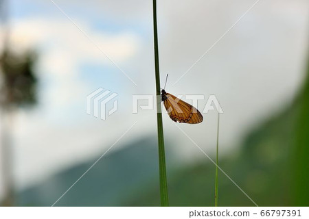 Acraea issoria formosana 66797391