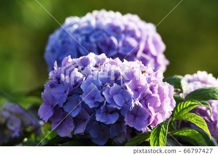 繡球花 66797427