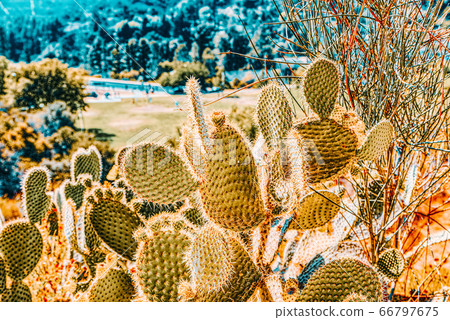 Wild cactus  in natural habitat conditions. 66797675