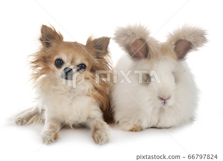 English Angora rabbit and chihuahua English Angora rabbit and chihuahua 66797824