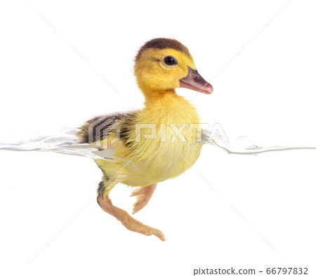 duckling in studio duckling in studio 66797832