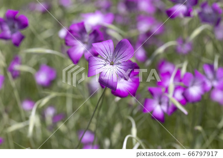 Agrostenma Agrostenma 66797917