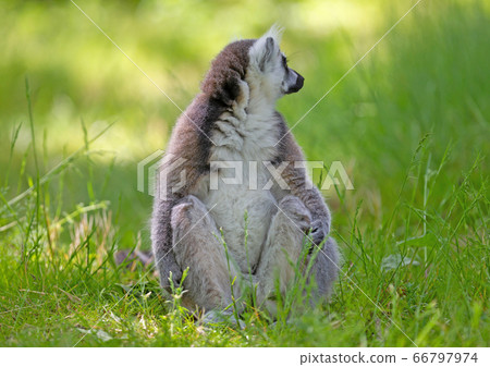Ring tailed lemur (Lemur catta) Ring tailed lemur (Lemur catta) 66797974
