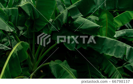 Banana green leaves on dark background. Banana Banana green leaves on dark background. Banana 66798137