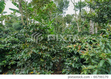 咖啡種植園 咖啡種植園 66798170