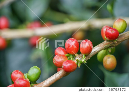 Coffee plantation Coffee plantation 66798172
