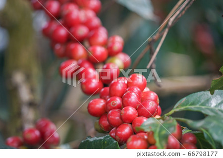 Coffee plantation 66798177