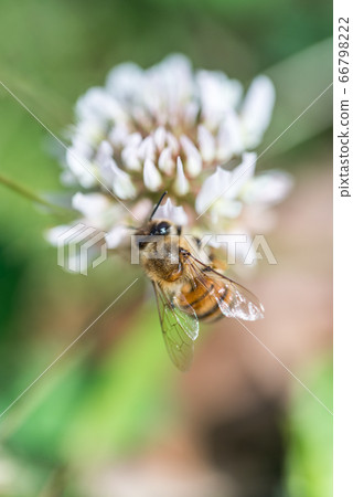 吮蜂蜜的蜂蜜從白三葉草 66798222