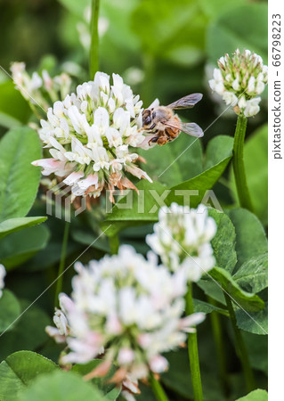 吮蜂蜜的蜂蜜從白三葉草 66798223