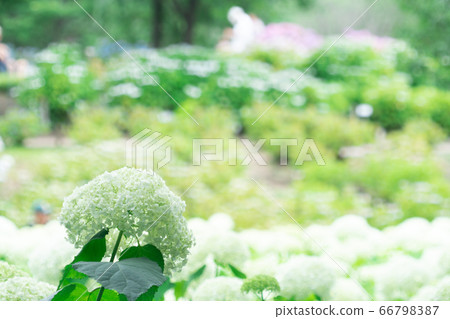 繡球 66798387