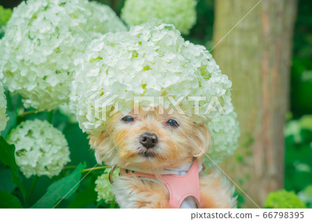 Hydrangea hat 66798395