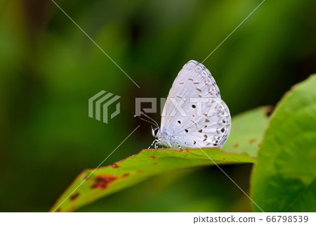 臺灣琉璃小灰蝶(靛色琉灰蝶) Acytolepsis puspa myla. 66798539