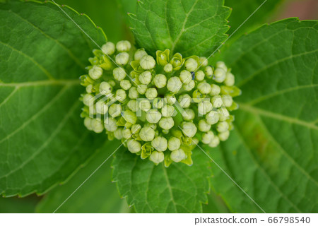 繡球花園01 66798540