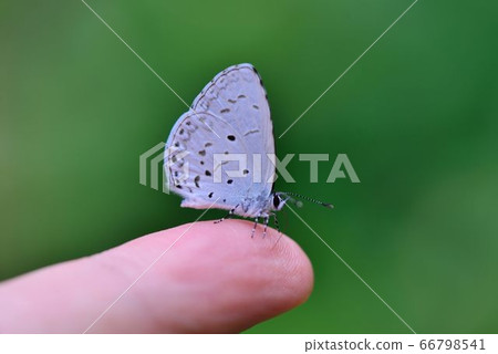 臺灣琉璃小灰蝶(靛色琉灰蝶) Acytolepsis puspa myla. 66798541