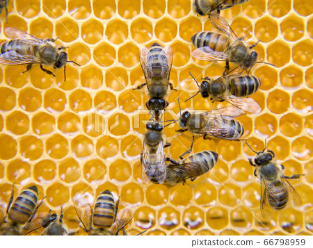 Busy Bees, Close Up View Of The Working Bees On Busy Bees, Close Up View Of The Working Bees On 66798959