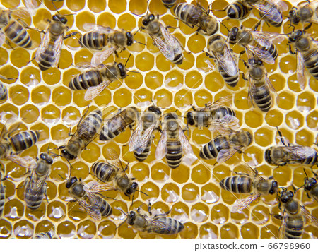 Busy Bees, Close Up View Of The Working Bees On Busy Bees, Close Up View Of The Working Bees On 66798960