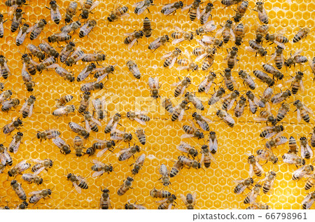 Busy Bees, Close Up View Of The Working Bees On Busy Bees, Close Up View Of The Working Bees On 66798961