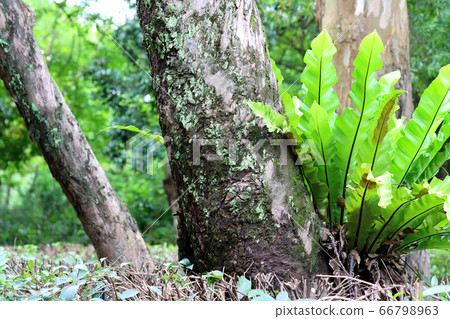蕨類植物寄生在樹上 蕨類植物寄生在樹上 66798963