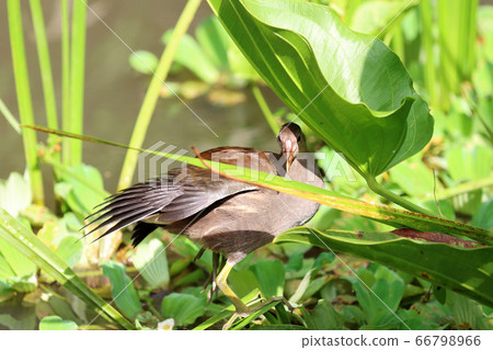 躲藏在雜草間的野鴨 66798966