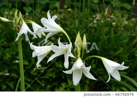 克林納姆·鮑威爾（Clinham Powelly） 66798976