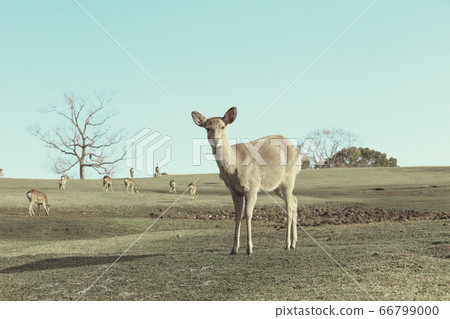 奈良公園-鹿-2020年6月 奈良公園-鹿-2020年6月 66799000