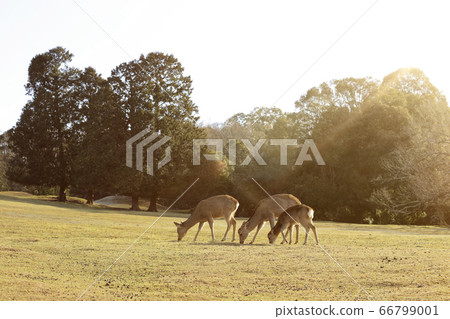 Nara Park-Deer-Winter morning 66799001