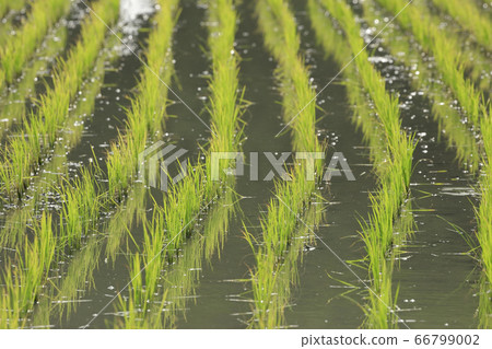 Paddy field in June [Asuka Village, Nara Prefecture] 66799002
