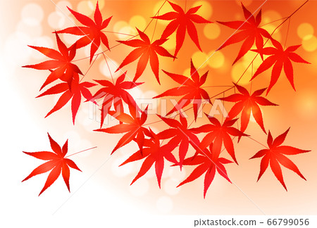  秋葉槭樹秋天背景 66799056