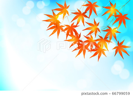  Autumn leaves maple autumn background 66799059