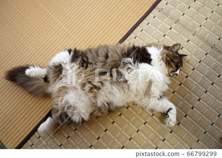 餓貓睡覺 餓貓睡覺 66799299