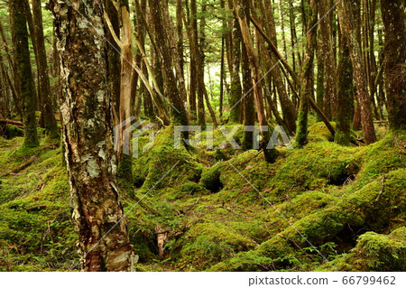 Moss forest 66799462