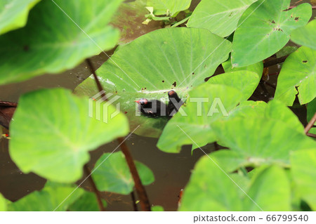 剛出生的紅番鴨躲藏在荷葉間 66799540