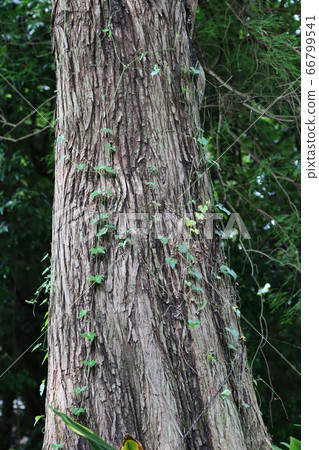 近拍紅杉木的樹幹 66799541