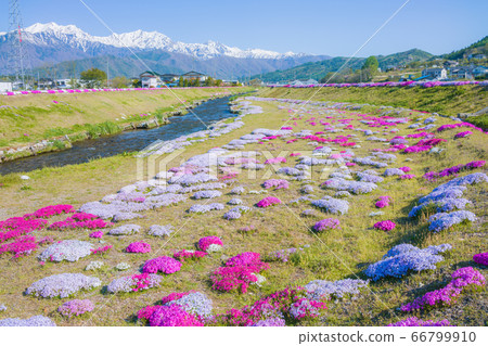 Northern Alps and Shibazakura [Agricultural implement river park in early summer] 66799910