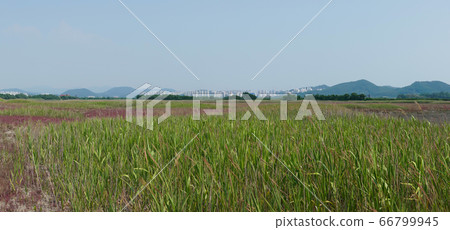 京畿道始興市始興潮汐生態園 京畿道始興市始興潮汐生態園 66799945