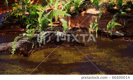 tropical golden pond with rocks and green plants tropical golden pond with rocks and green plants 66800014