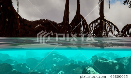 Above and below the sea surface near mangrove 66800025