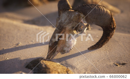 Skull with ram horns on the beach 66800062