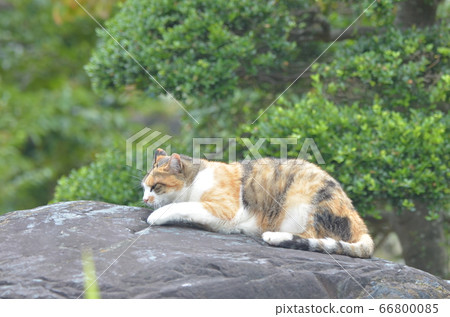 Outer cat (7 years old) 66800085