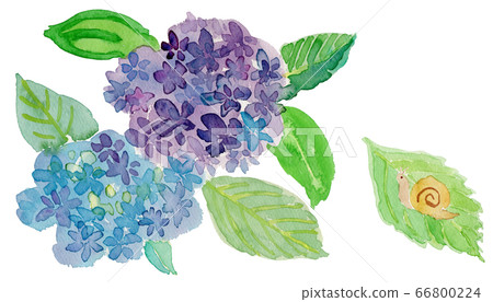 繡球花和蝸牛水彩 66800224