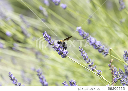 Lavender and bear Lavender and bear 66800633