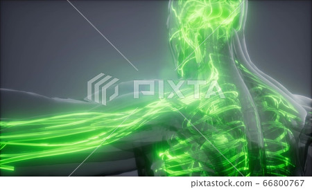 Blood Vessels of Human Body 66800767